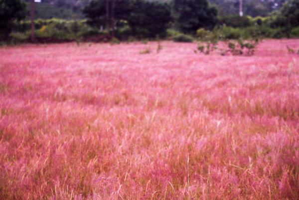 doi co hong dep nhu tranh o da lat hut khach ngay dau dong