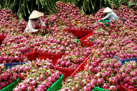 thanh long ca mau duoc mua rot gia