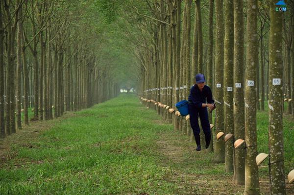 Giá bán tăng, Cao su Phước Hòa đạt hơn 1.000 tỷ đồng doanh thu sau 11 tháng