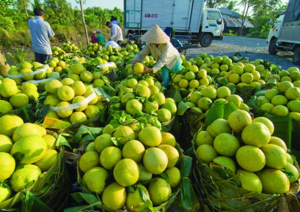 Sáng tạo đưa nông sản đi xa