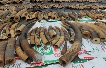 Cận cảnh hơn 2 tấn ngà voi, vảy tê tê bị bắt giữ tại cảng Hải Phòng