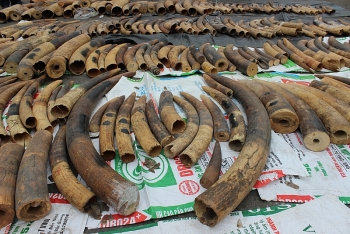 Tất cả ngà voi, vảy tê tê bị bắt giữ tại Hải Phòng trong danh mục cấm