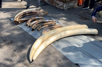 Bắt giữ ngà voi, vảy tê tê ở Hải Phòng: Thu hơn 1 tấn tang vật