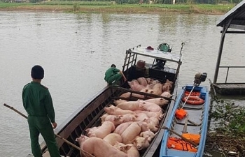 Hải quan triển khai nhiều biện pháp chống buôn lậu lợn