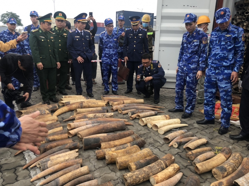 Hình ảnh vụ bắt giữ gần 500 kg ngà voi tại Hải Phòng