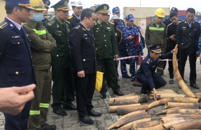 hinh anh vu bat giu gan 500 kg nga voi tai hai phong