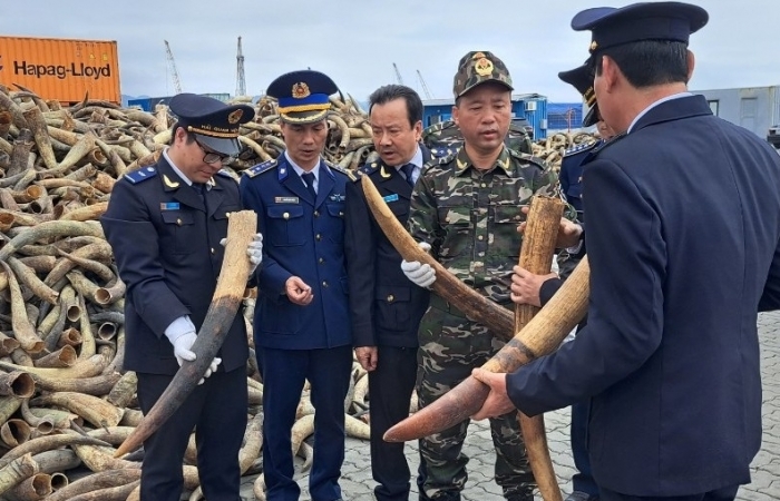 Cận cảnh vụ bắt giữ gần 130 kg ngà voi do Hải quan Hải Phòng thực hiện
