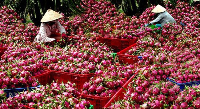 Hải quan Lào Cai thông quan gần 30.000 tấn thanh long, dưa hấu xuất khẩu
