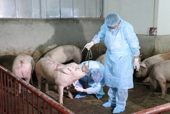 Ngăn dịch tả lợn: Hải quan Cao Bằng tiêu hủy 70 kg thịt lợn nhập lậu từ Trung Quốc