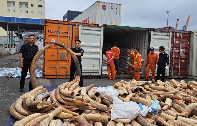 Hải quan Hải Phòng bắt giữ khoảng 7 tấn ngà voi nhập lậu, lớn nhất từ trước đến nay