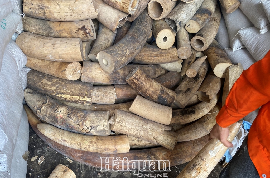Hình ảnh vụ bắt giữ khoảng 7 tấn ngà voi nhập lậu tại cảng Hải Phòng