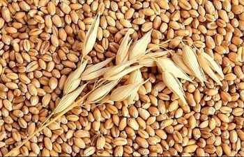 Lúa mì nhập khẩu giảm mạnh về sản lượng và kim ngạch