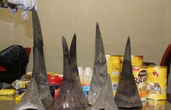 Cận cảnh vụ bắt giữ gần 15 kg sừng tê giác tại sân bay Nội Bài