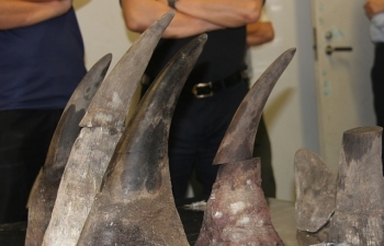 Vụ 15 kg sừng tê giác ở Nội Bài: Công an tiếp tục điều tra