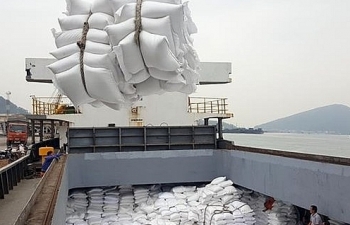 Tờ khai xuất khẩu gạo của 22 doanh nghiệp không có giá trị làm thủ tục hải quan