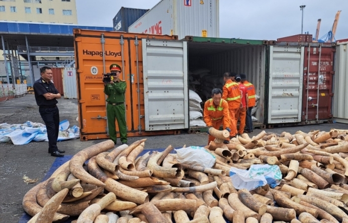 Cục Hải quan Hải Phòng phát hiện thu giữ hơn 8,2 tấn ngà voi trong quý 1