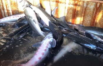 Tiêu hủy 400 kg cá tầm nhập lậu từ Trung Quốc