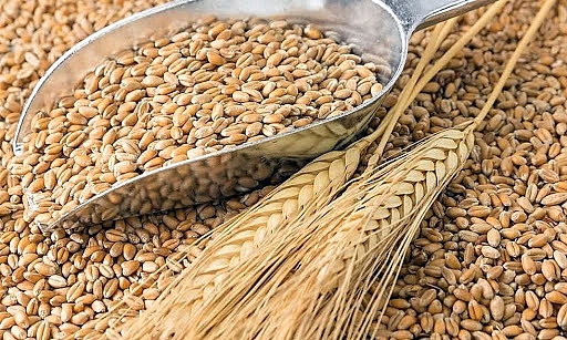 Infographics: Nhập khẩu lúa mì từ Australia tăng hơn 170%