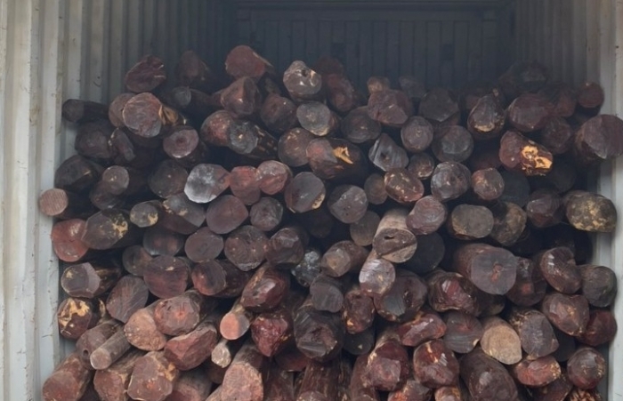 Hình ảnh container gỗ giáng hương trong vụ việc Hải quan Hải Phòng vừa khởi tố