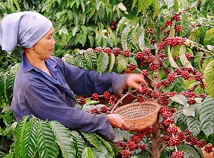 Giá cà phê xuất khẩu tăng gần 10 triệu đồng/tấn
