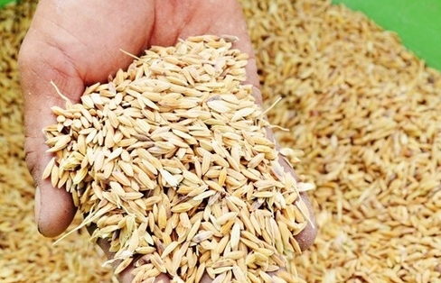 Xuất cấp gần 190 tấn hạt giống hỗ trợ Hà Nam và Quảng Trị