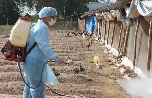5 địa phương xuất hiện cúm A/H5N6, tiêu hủy hơn 43.000 con gia cầm