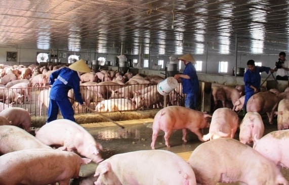 Sản xuất thương mại vắc xin dịch tả lợn châu Phi vào đầu quý 3/2021