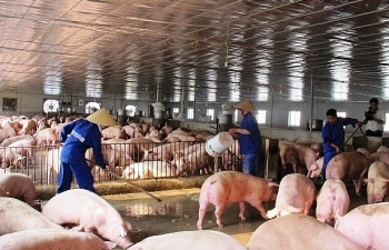 Giá lợn giảm sâu, người chăn nuôi sạt nghiệp, trắng tay