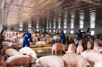 Sẽ sửa đổi mức hỗ trợ người chăn nuôi lợn bị thiệt hại do dịch tả lợn châu Phi
