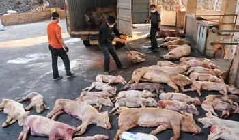 Thiệt hại vì dịch tả lợn châu Phi: Hỗ trợ tối thiểu 80% giá thị trường