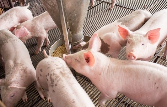 Đề nghị cả gia trại giảm giá lợn xuống 70.000 đồng/kg
