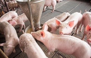 Thủ tướng yêu cầu đẩy mạnh các giải pháp đưa giá lợn hơi về mức bình thường