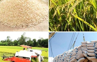 Gạo Việt Nam chiếm 32,69% thị phần tại Singapore