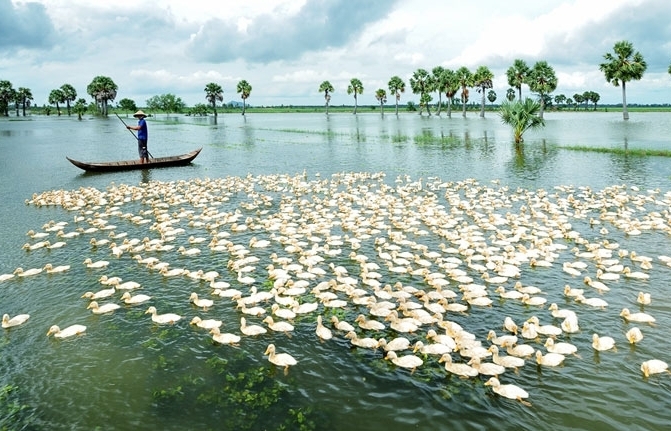 Ứng phó nguy cơ hạn hán, thiếu nước, xâm nhập mặn ở Đồng bằng sông Cửu Long