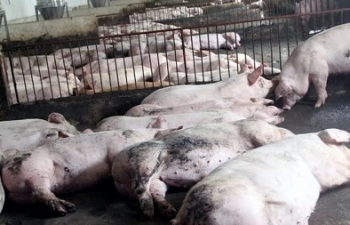 Lãnh đạo tỉnh “phát sốt” vì thiệt hại Dịch tả lợn châu Phi
