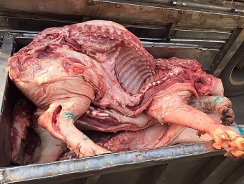 TPHCM ngăn chặn hơn 1 tấn thịt lợn có biểu hiện lở mồm long móng vào chợ đầu mối