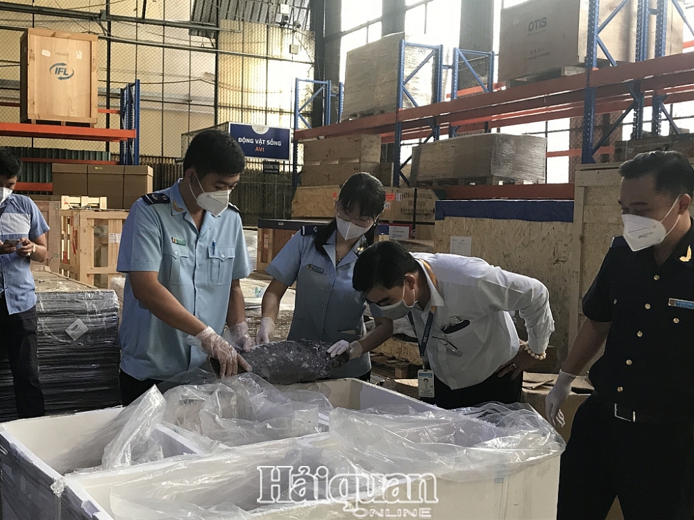 Hình ảnh lô hàng bong bóng cá Totoaba nhập khẩu trái phép tại sân bay Tân Sơn Nhất
