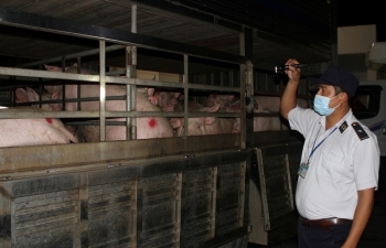 TPHCM thành lập thêm các chốt kiểm dịch ngăn chặn dịch tả lợn châu Phi
