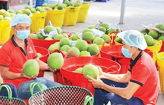 Xem xét bổ sung một số trái cây, loài, sản phẩm thủy sản được phép xuất khẩu vào Trung Quốc