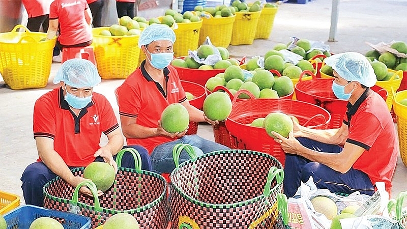 Kiểm tra trái cây trước khi xuất khẩu tại Công ty Vina T&T Group. Ảnh: Minh Hà