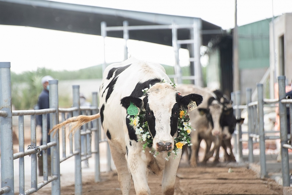 Tăng tốc sau dịch, Nutifood nhập 3.300 bò sữa thuần chủng từ Mỹ