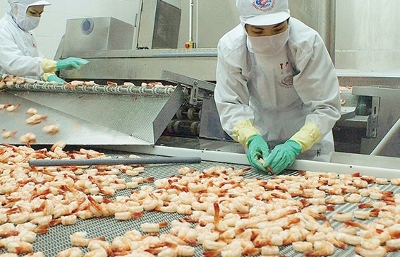 Mỹ hủy bỏ việc áp thuế chống bán phá giá đối với sản phẩm tôm của Minh Phú