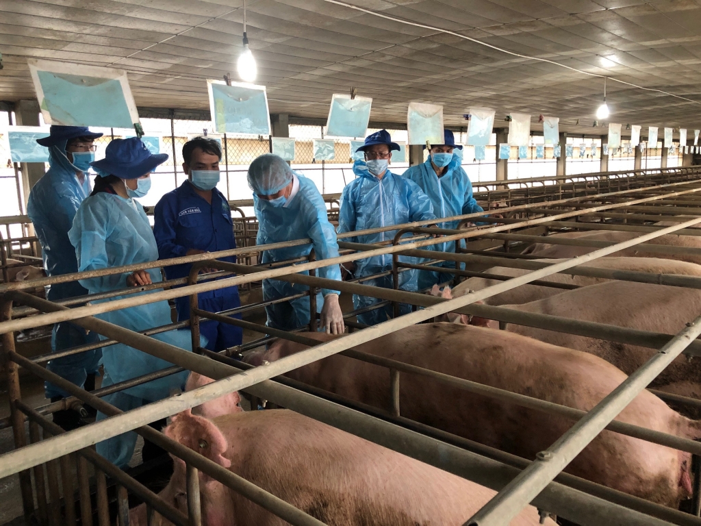 Công tác tái đàn lợn tại Đồng Nai gặp khó do thiếu con giống