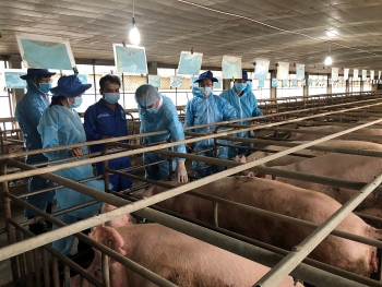 Công tác tái đàn lợn tại Đồng Nai gặp khó do thiếu con giống