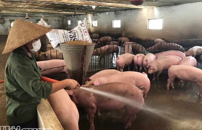 Xây dựng thành công ít nhất 500 cơ sở chăn nuôi lợn an toàn