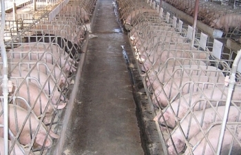 Giá lợn tăng cao do thiếu thông tin về nguồn cung
