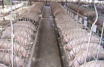 Lợi nhuận Dabaco giảm mạnh do dịch tả lợn châu Phi