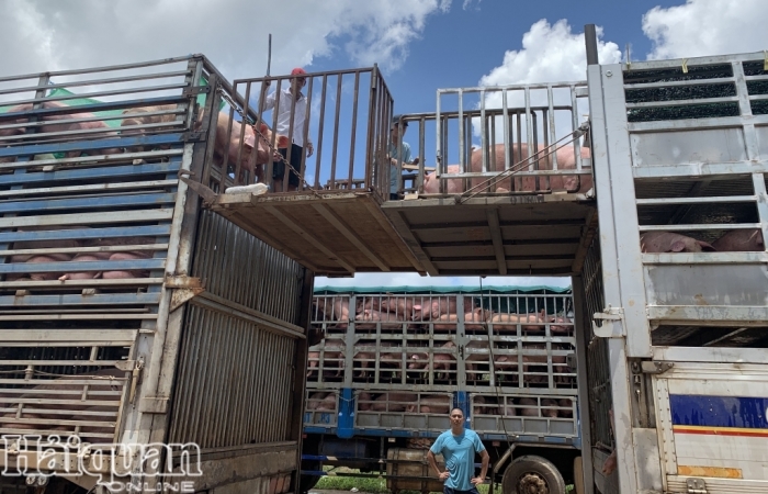 Lô hàng 1.000 con lợn thịt đầu tiên nhập khẩu qua cửa khẩu Bờ Y
