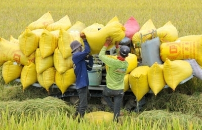 Kiến nghị mua lúa vào kho dự trữ quốc gia để ổn định thị trường