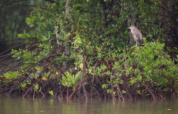 Dành 10 tỷ đồng tái sinh 150 hecta rừng ngập mặn tại Vườn Quốc gia Mũi Cà Mau